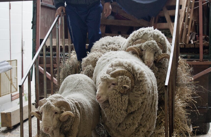 На ВДНХ готовятся к агровыставке "Золотая осень" 2 фото