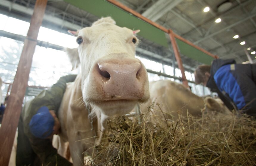 На ВДНХ готовятся к агровыставке "Золотая осень" 13 фото
