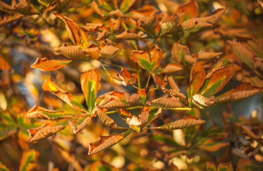 Московская осень в объективе фотографа Игоря Иванко 27 фото