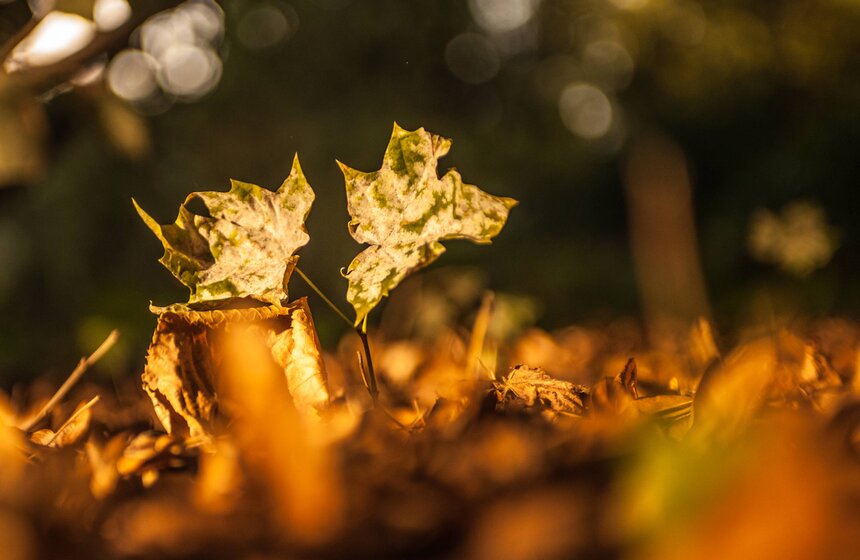 Московская осень в объективе фотографа Игоря Иванко 6 фото