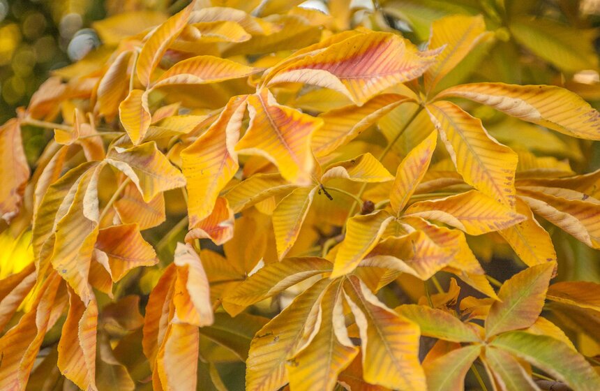 Московская осень в объективе фотографа Игоря Иванко 7 фото