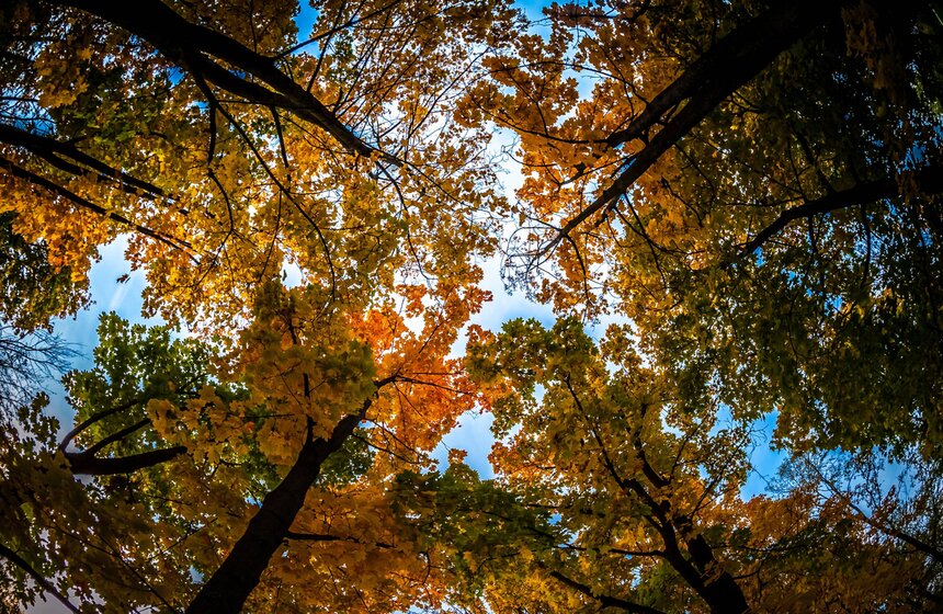 Московская осень в объективе фотографа Игоря Иванко 23 фото