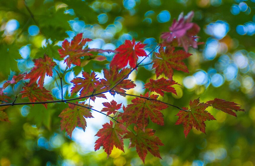 Московская осень в объективе фотографа Игоря Иванко 1 фото
