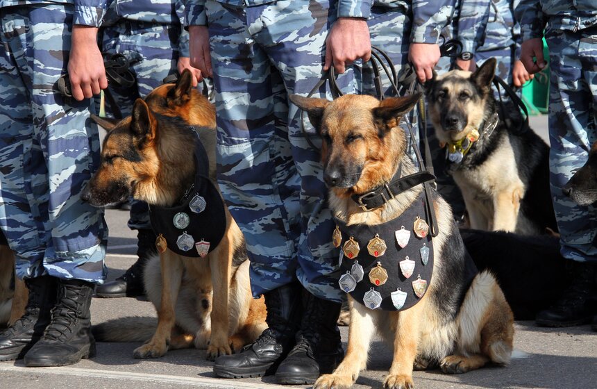В "Лужниках" прошел спортивный праздник столичной полиции 11 фото