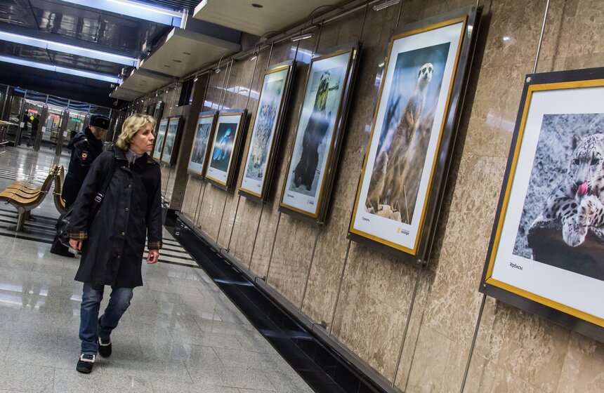 Фотовыставка к юбилею Московского зоопарка открылась в метро 17 фото