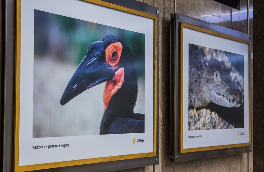 Фотовыставка к юбилею Московского зоопарка открылась в метро 15 фото