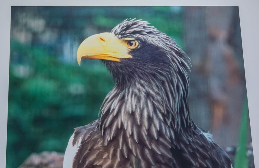 Фотовыставка к юбилею Московского зоопарка открылась в метро 18 фото