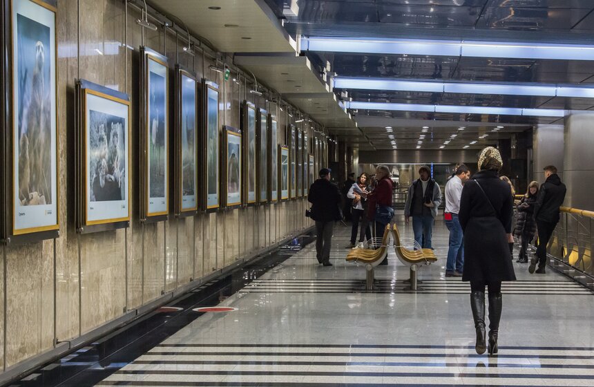 Фотовыставка к юбилею Московского зоопарка открылась в метро 14 фото