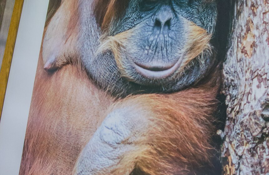 Фотовыставка к юбилею Московского зоопарка открылась в метро 12 фото