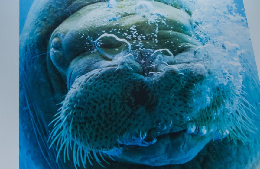 Фотовыставка к юбилею Московского зоопарка открылась в метро 9 фото