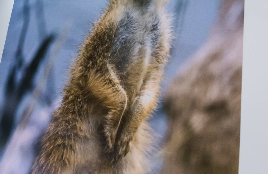 Фотовыставка к юбилею Московского зоопарка открылась в метро 11 фото