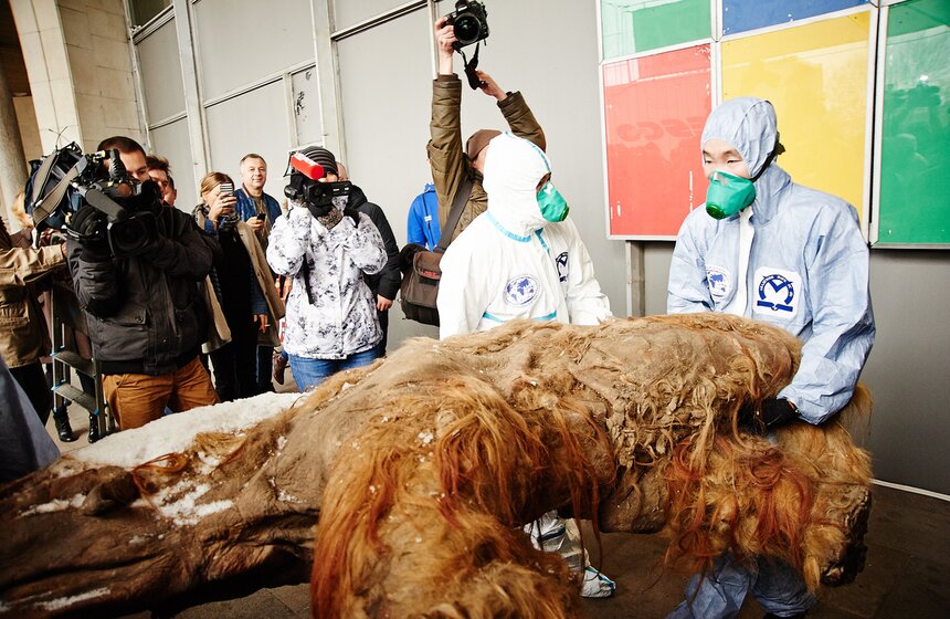 Якутского мамонтенка Юку доставили в ЦДХ 13 фото