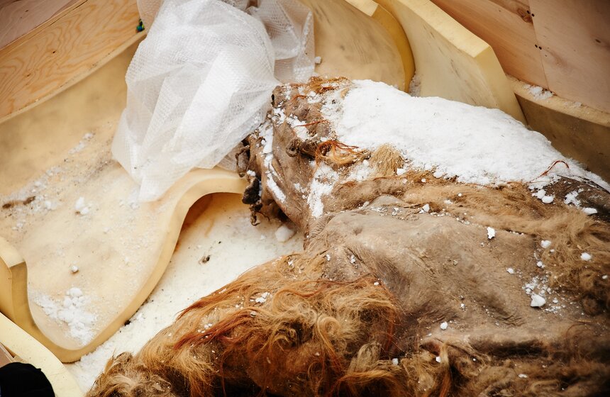 Якутского мамонтенка Юку доставили в ЦДХ 7 фото