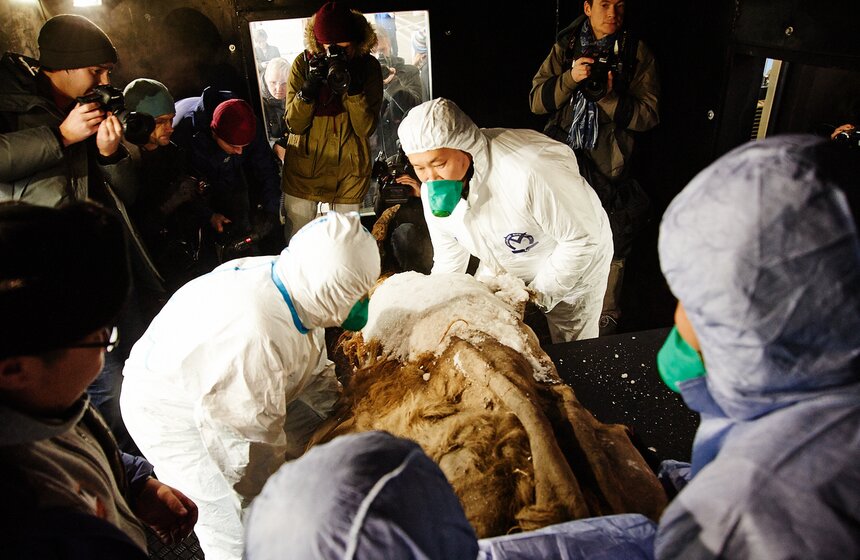 Якутского мамонтенка Юку доставили в ЦДХ 14 фото