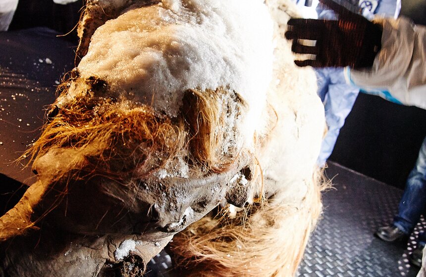 Якутского мамонтенка Юку доставили в ЦДХ 19 фото