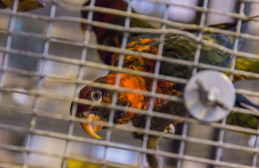 Московский зоопарк займется улучшением посещаемости 13 фото