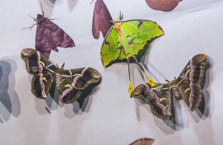 Московский зоопарк займется улучшением посещаемости 15 фото