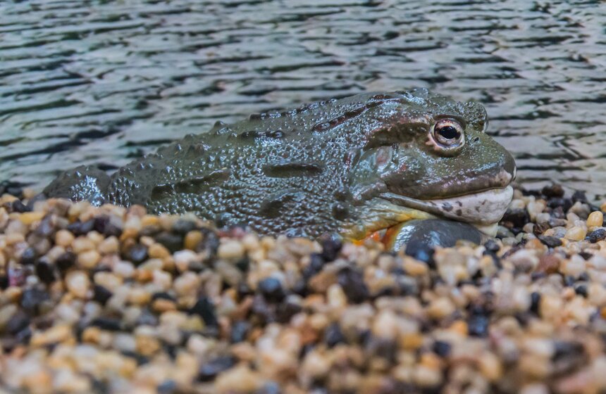 Московский зоопарк займется улучшением посещаемости 20 фото