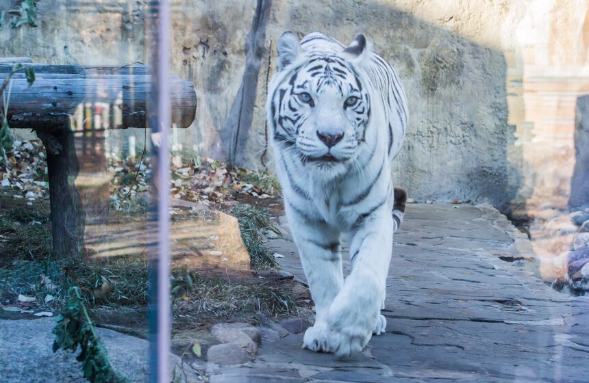 Московский зоопарк займется улучшением посещаемости 6 фото