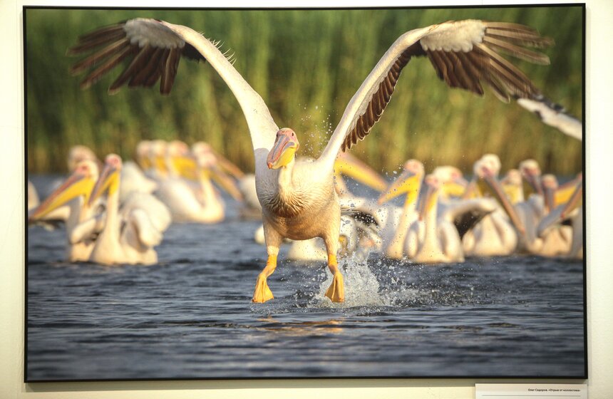 В ЦДХ открылся фестиваль "Первозданная Россия" 12 фото