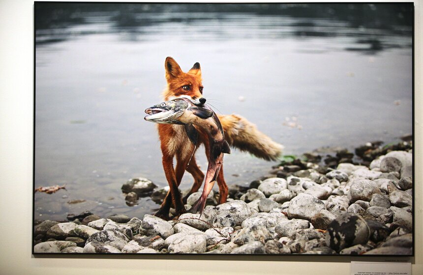 В ЦДХ открылся фестиваль "Первозданная Россия" 17 фото