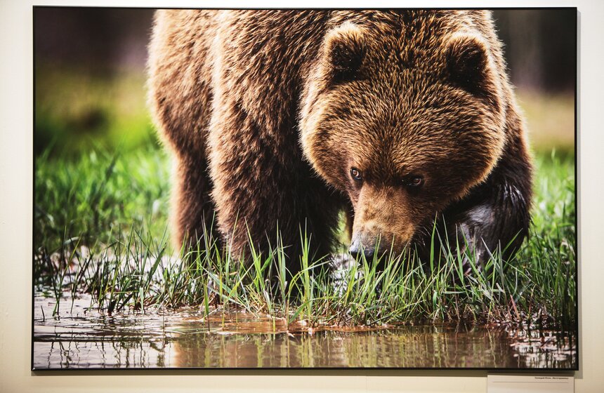 В ЦДХ открылся фестиваль "Первозданная Россия" 16 фото