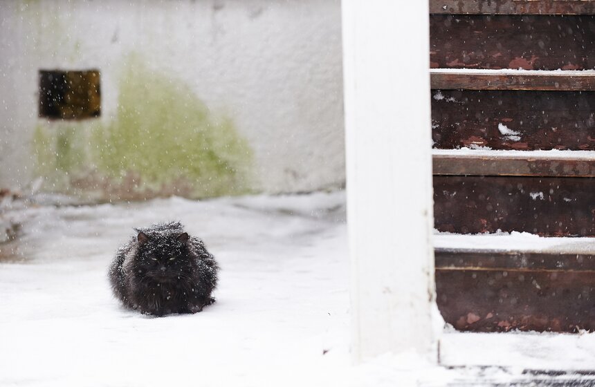 Со дня рождения Бориса Пастернака исполнилось 125 лет 3 фото
