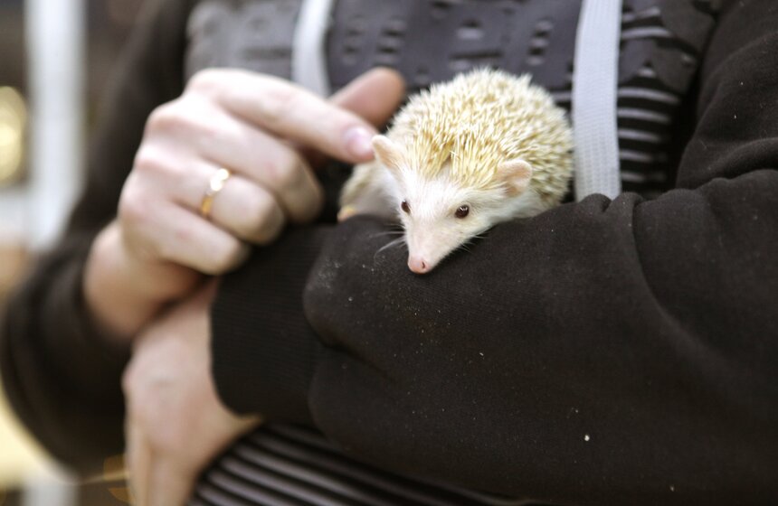 В контактном зоопарке создавали открытки для онкобольных 8 фото