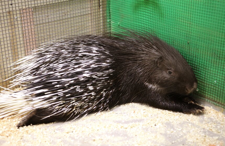 В контактном зоопарке создавали открытки для онкобольных 13 фото