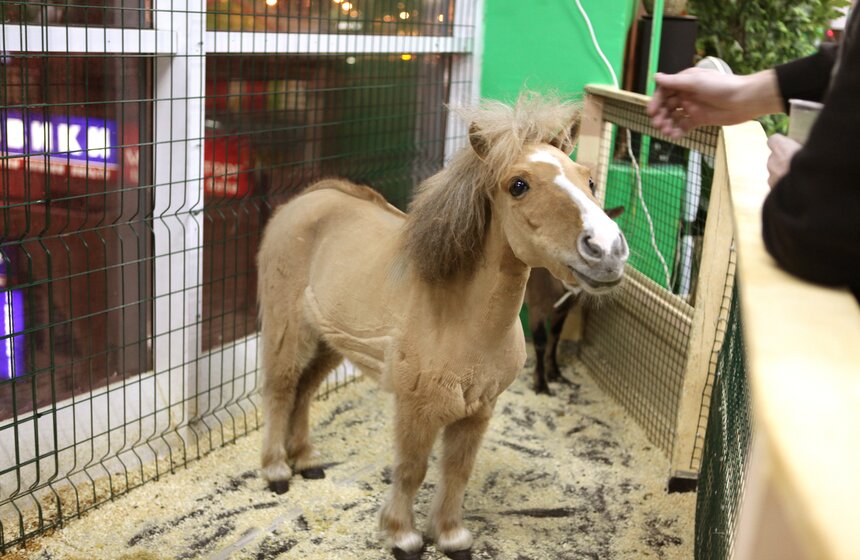 В контактном зоопарке создавали открытки для онкобольных 5 фото