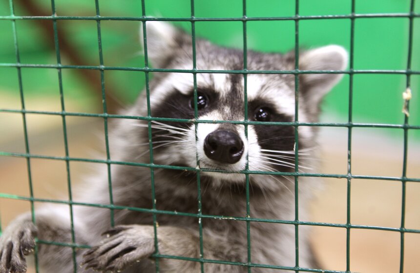 В контактном зоопарке создавали открытки для онкобольных 2 фото