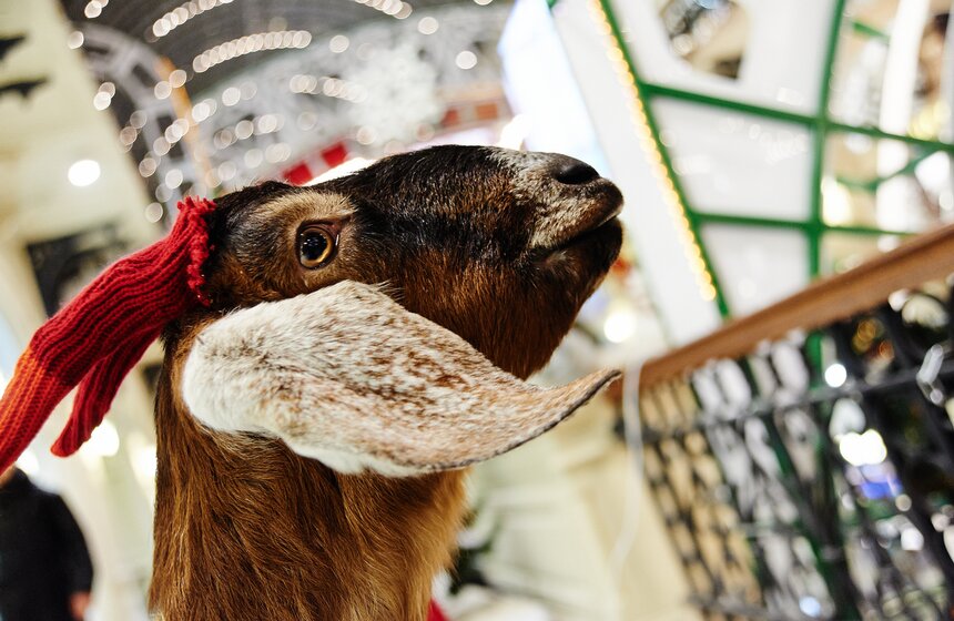 Елка приняла участие в записи новогоднего "Живого звука" 3 фото