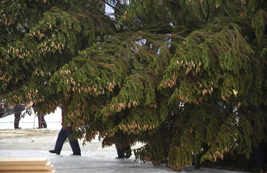 В Рузском районе Подмосковья срубили главную елку страны 17 фото