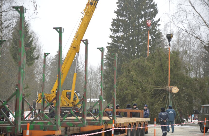 В Рузском районе Подмосковья срубили главную елку страны 16 фото