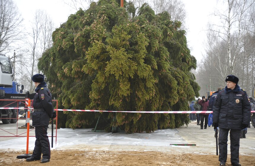 В Рузском районе Подмосковья срубили главную елку страны 18 фото