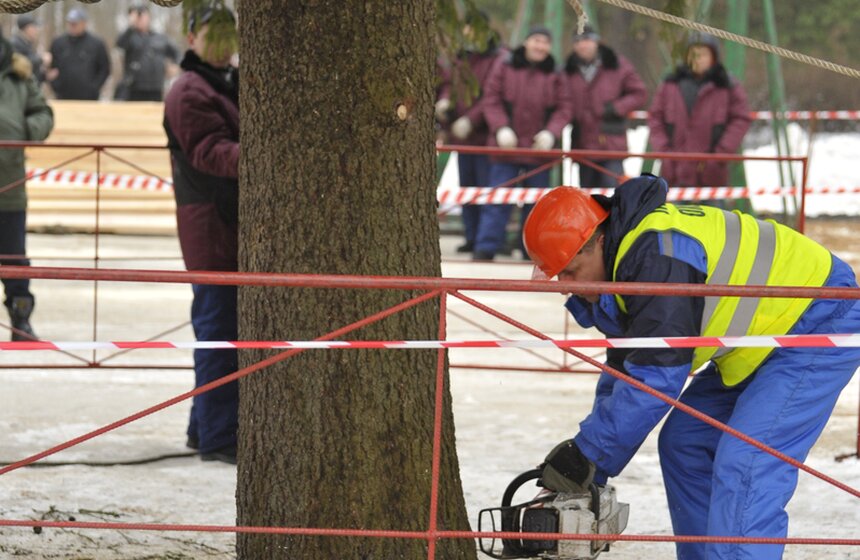 В Рузском районе Подмосковья срубили главную елку страны 8 фото