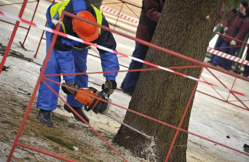 В Рузском районе Подмосковья срубили главную елку страны 10 фото