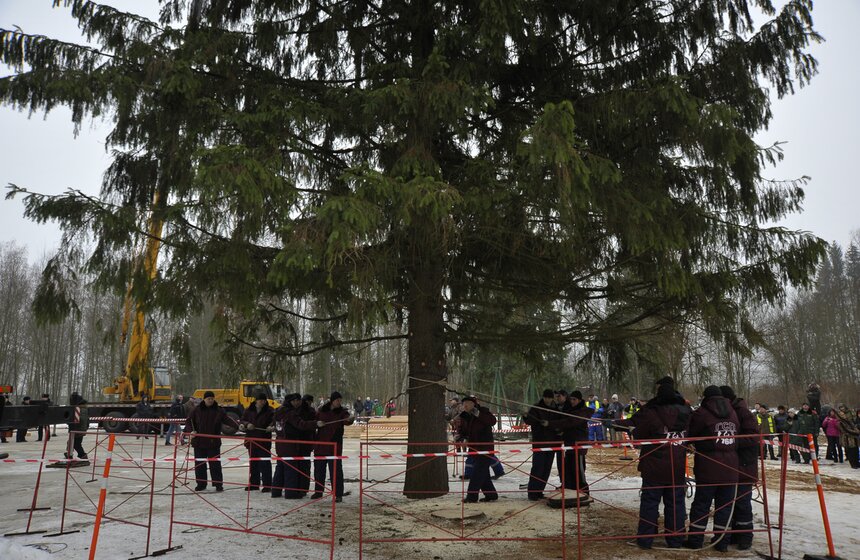 В Рузском районе Подмосковья срубили главную елку страны 11 фото