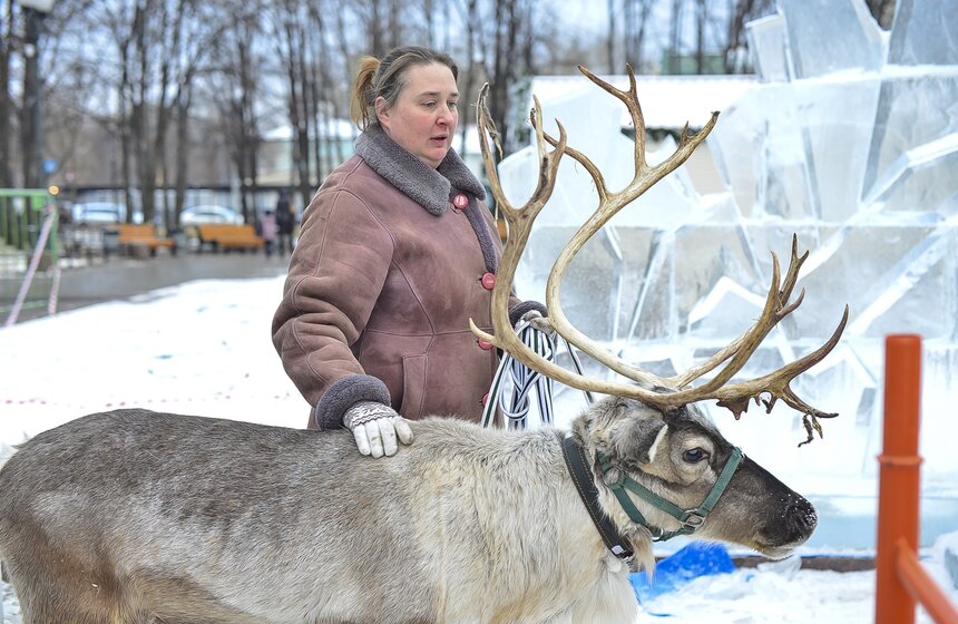 В Новопушкинский сквер привезли северного оленя 9 фото
