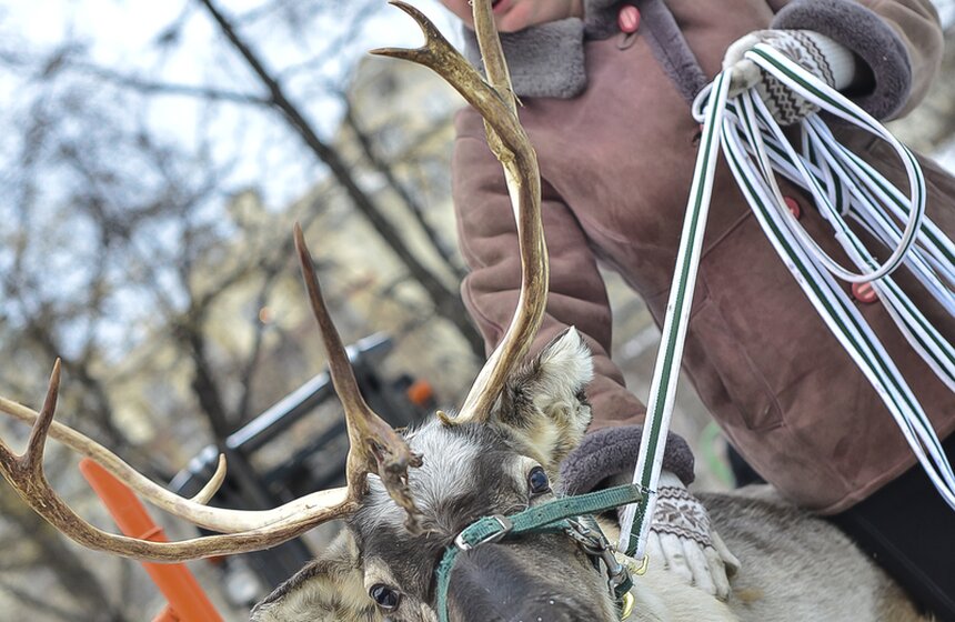 В Новопушкинский сквер привезли северного оленя 8 фото
