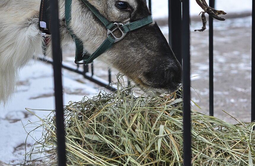 В Новопушкинский сквер привезли северного оленя 15 фото