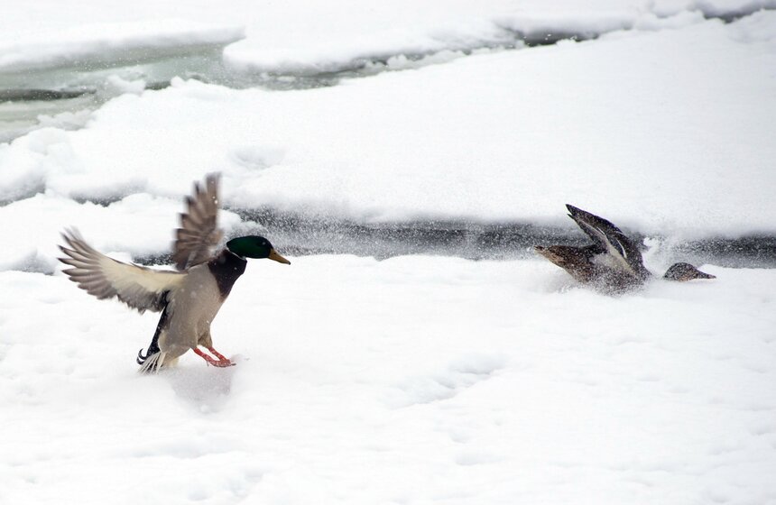 Новогодние праздники в Парке Горького 18 фото