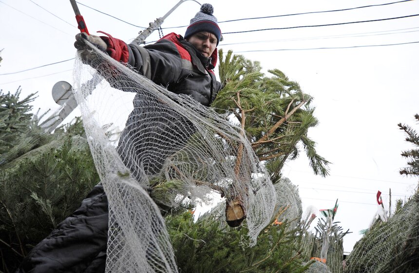 В Москве открылись елочные базары 9 фото