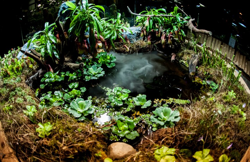 Фестиваль "Тропическая зима" проходит в "Аптекарском огороде" 11 фото