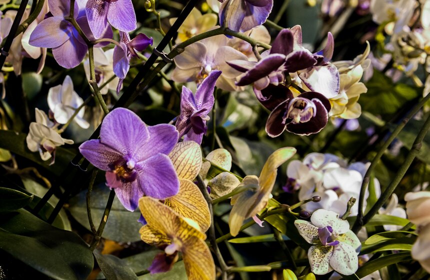 Фестиваль "Тропическая зима" проходит в "Аптекарском огороде" 6 фото