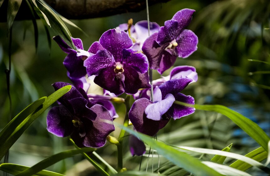 Фестиваль "Тропическая зима" проходит в "Аптекарском огороде" 9 фото