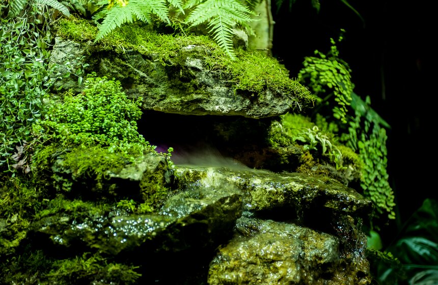 Фестиваль "Тропическая зима" проходит в "Аптекарском огороде" 4 фото