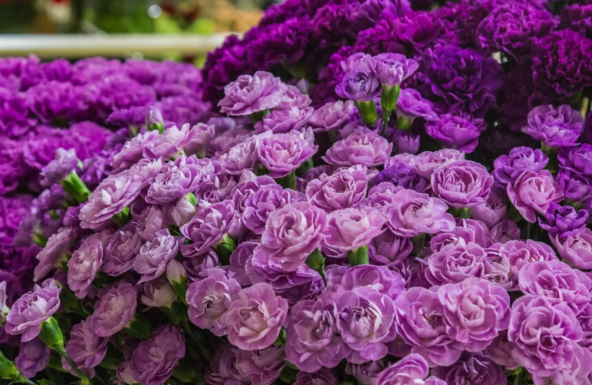 В Москве открылась международная выставка "ЦветыЭкспо" 19 фото