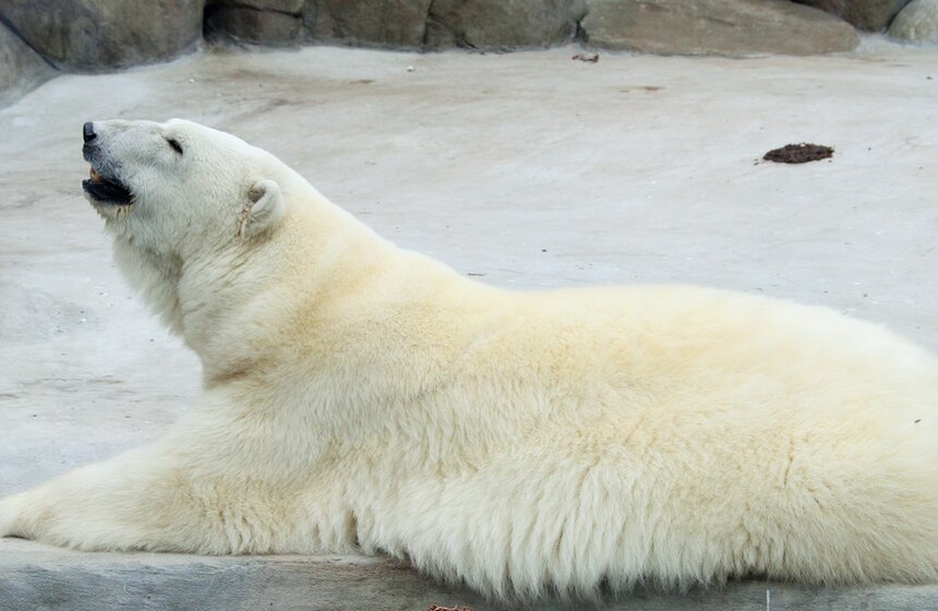 Московский зоопарк отметил 150-летие 22 фото