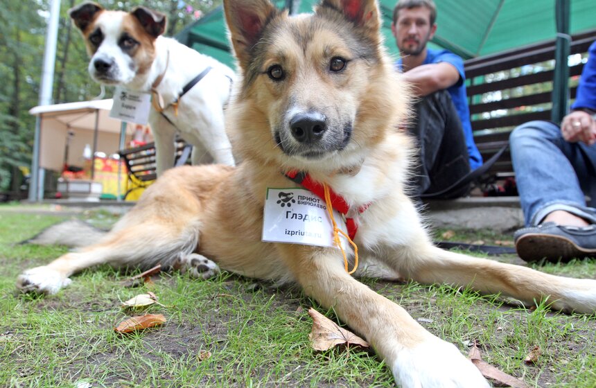 В парке "Фили" прошло закрытие фестиваля "Приюти друг@" 1 фото